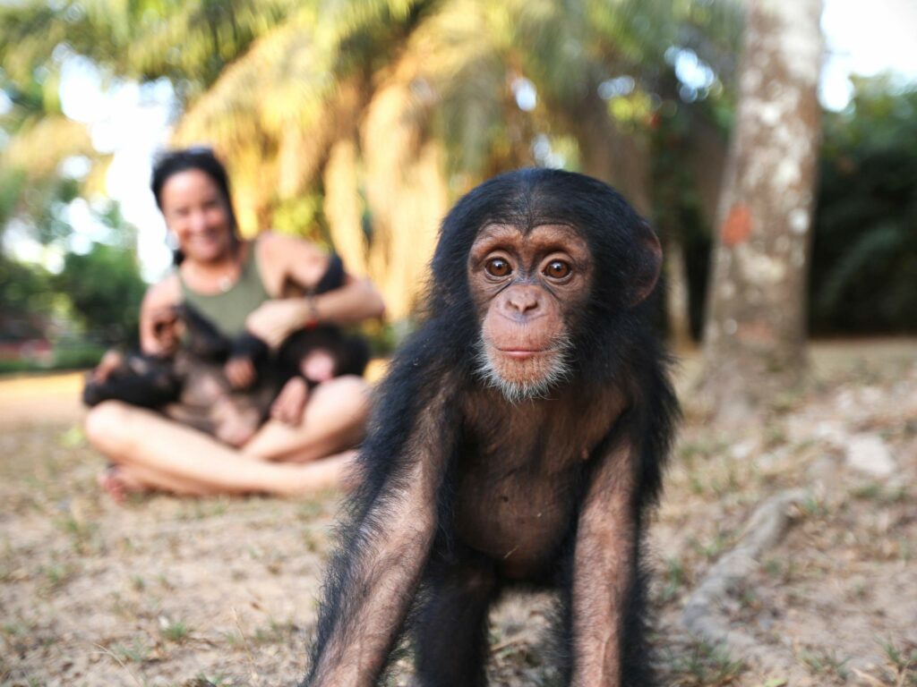 Baby Chimp Rescue Season 2 Release Date