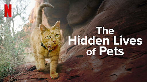 The Hidden Lives Of Pets Season 2 Release Date