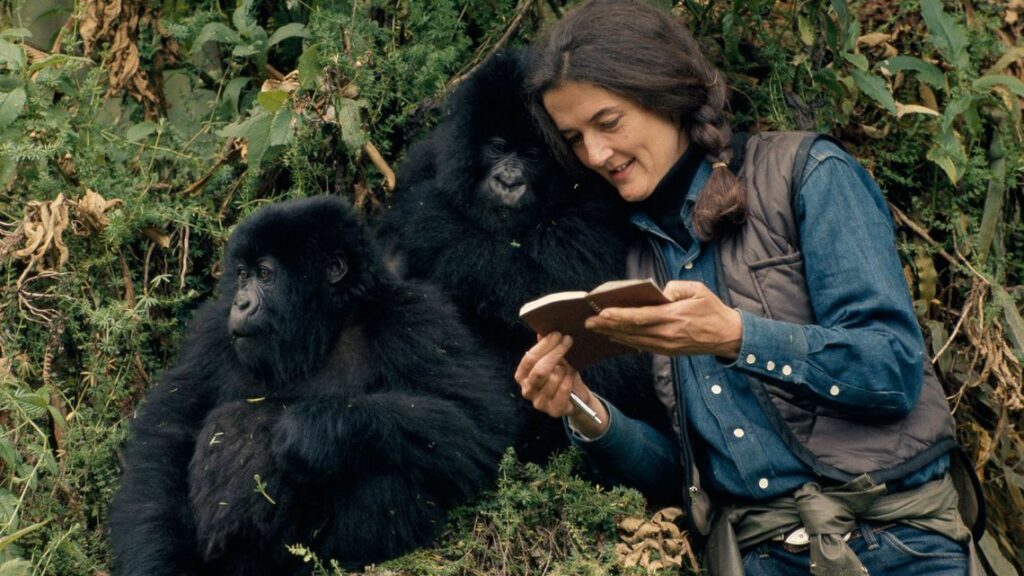 Dian Fossey: Secrets In The Mist Season 2 Release Date